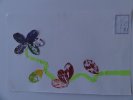 herbier62