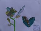 herbier76