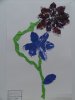 herbier02