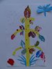 herbier25