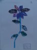 herbier50