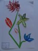 herbier53