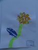 herbier57
